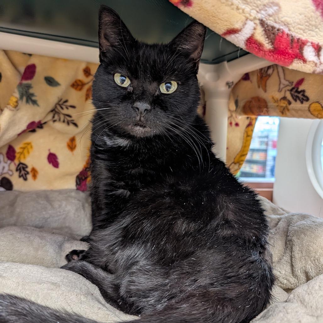 Enlarge Ezmer, a Adoptable Domestic Short Hair in Saint Cloud, MN image 4/6