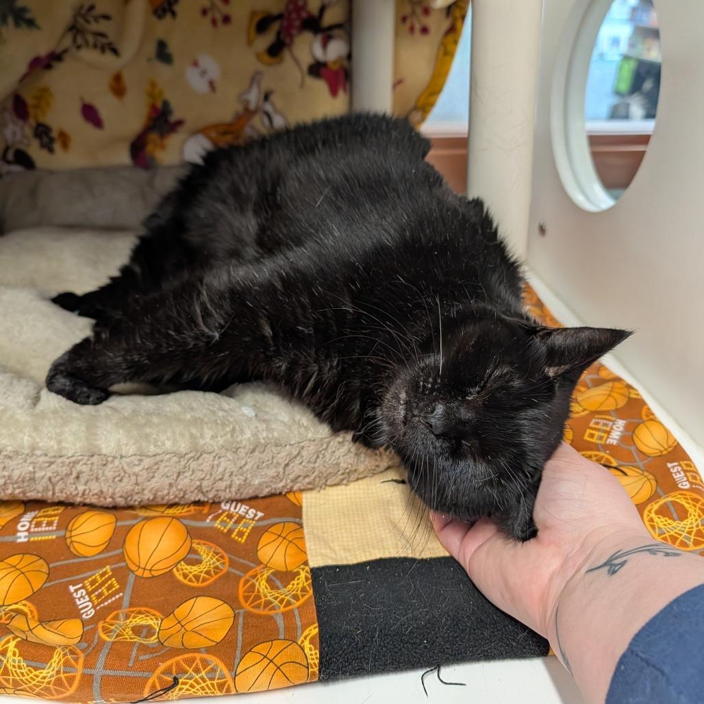 Enlarge Ezmer, a Adoptable Domestic Short Hair in Saint Cloud, MN image 5/6