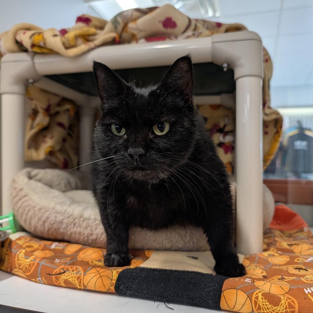 Enlarge Ezmer, a Adoptable Domestic Short Hair in Saint Cloud, MN image 6/6