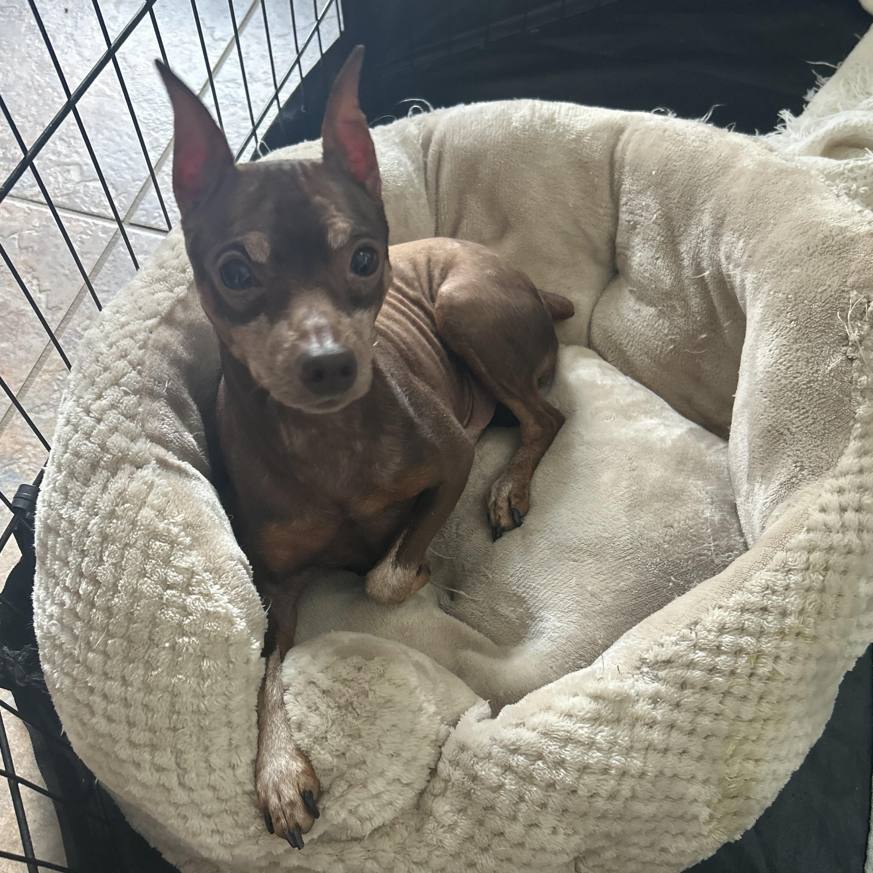 Enlarge Ty, an adopted mixed breed in Mount Laurel Township, NJ image 5/5