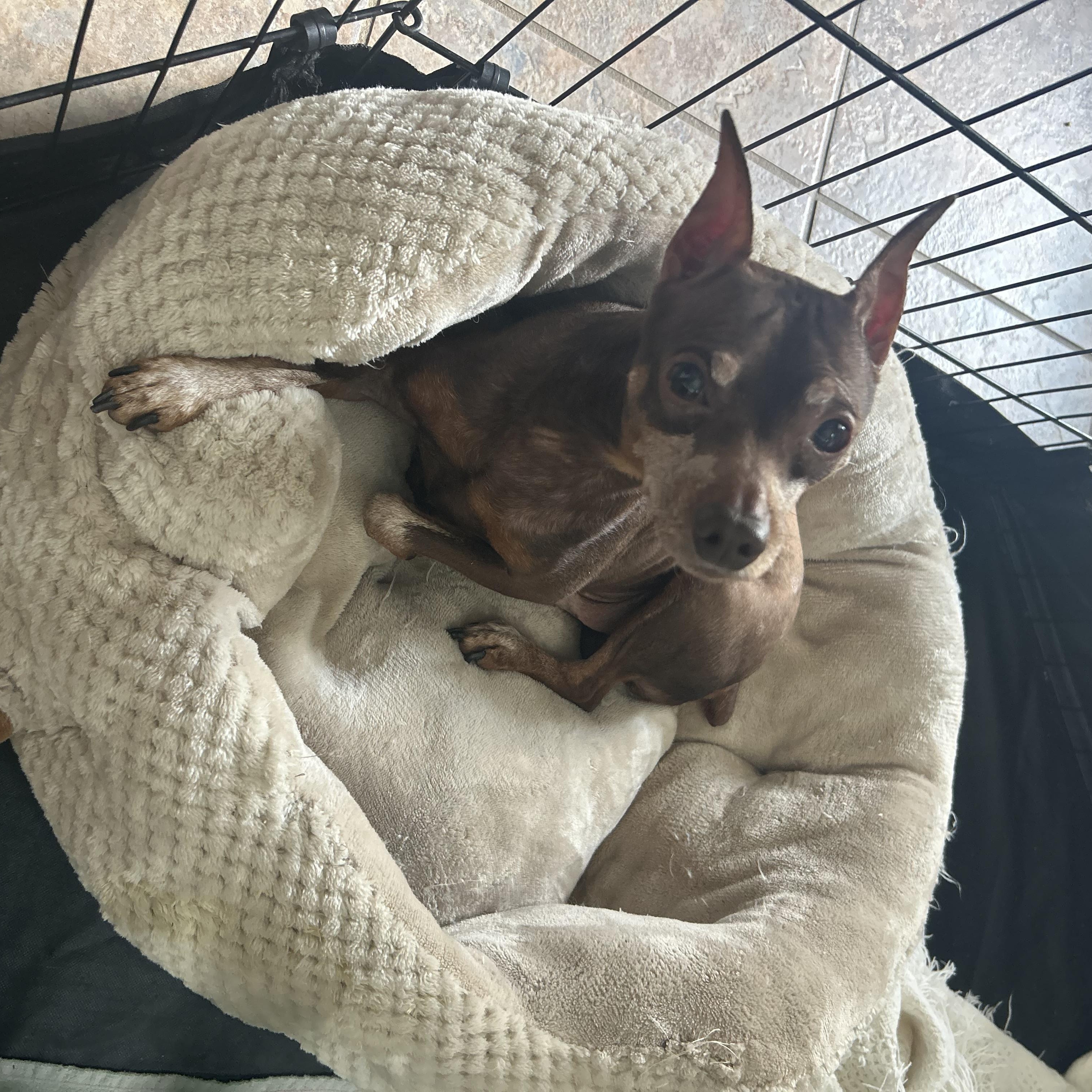 Ty, adopted, Senior Male Chihuahua.