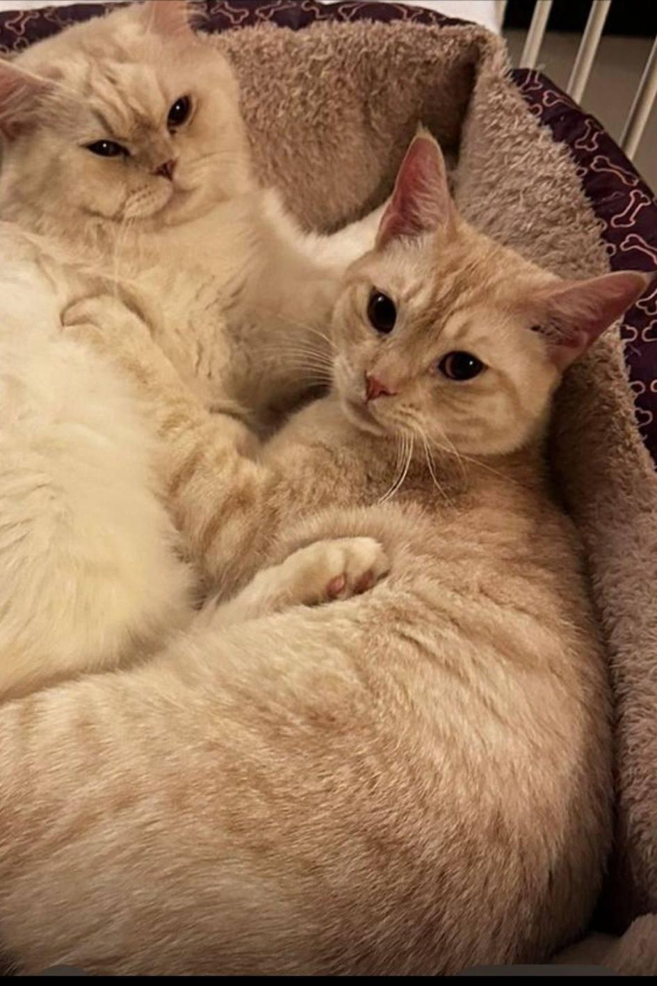 Moses, Adoptable, Adult Male Domestic Short Hair.