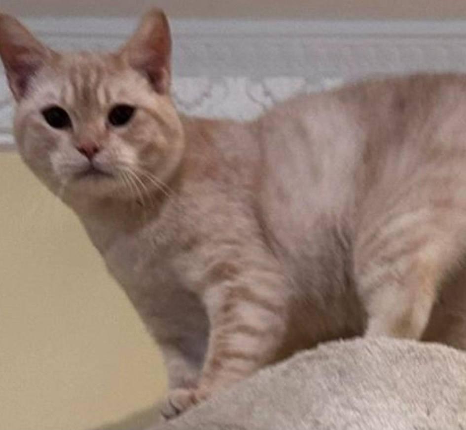 Enlarge Moses, a Adoptable Domestic Short Hair in Snow Hill, MD image 2/6