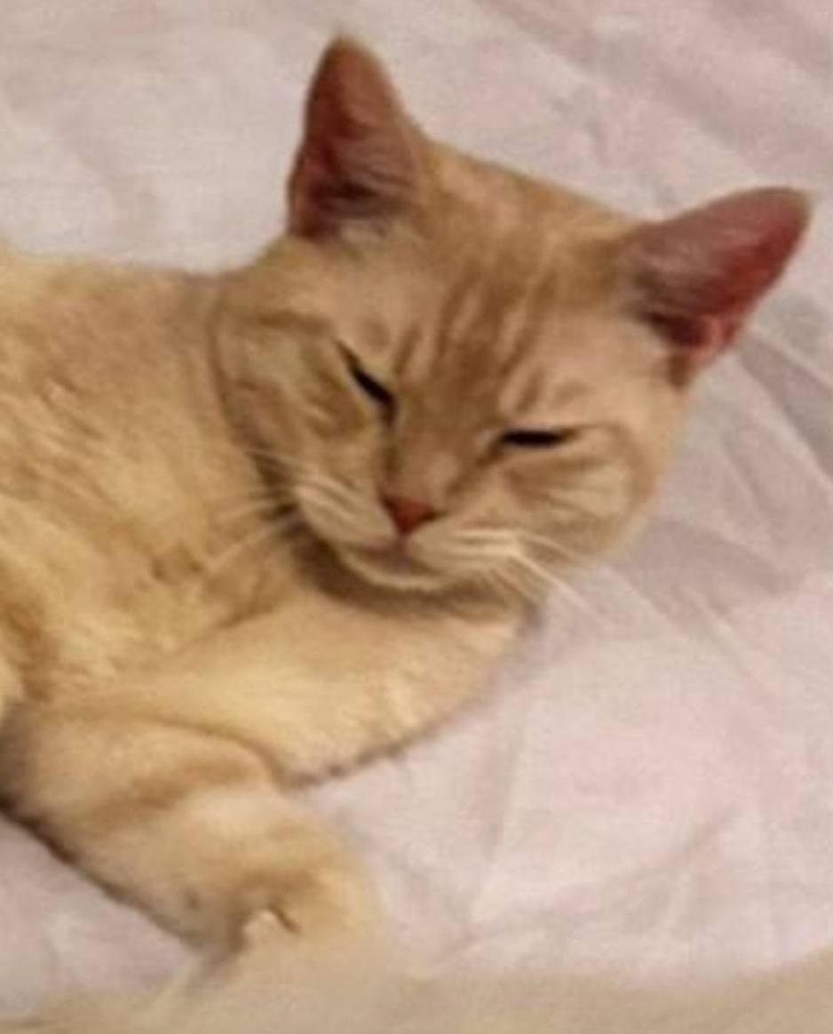 Enlarge Moses, a Adoptable Domestic Short Hair in Snow Hill, MD image 3/6