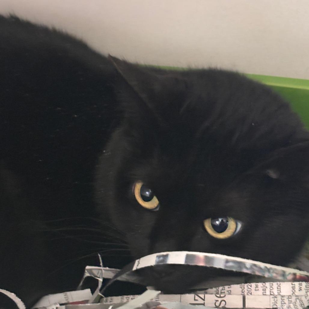 Enlarge Dipper, a Adoptable Domestic Short Hair in Philadelphia, PA image 1/1