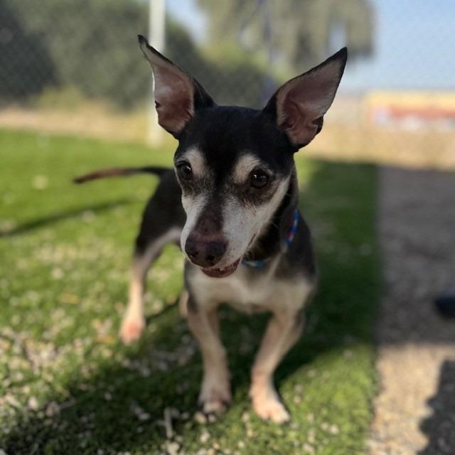 Enlarge Chewy, a Adoptable mixed breed in Bullhead City, AZ image 1/1