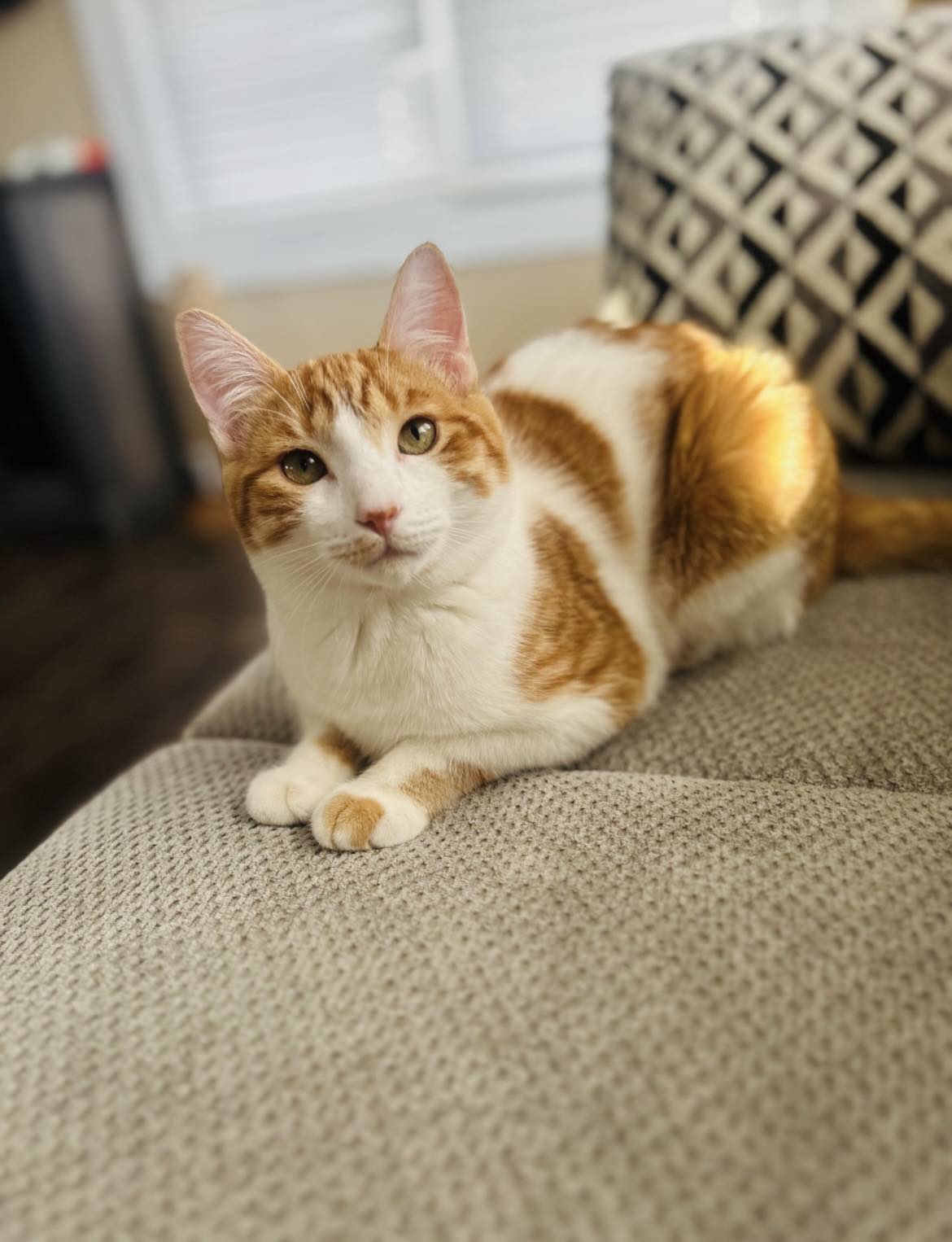 Enlarge Nugget, a Adoptable Domestic Short Hair in Chatham, ON image 1/4