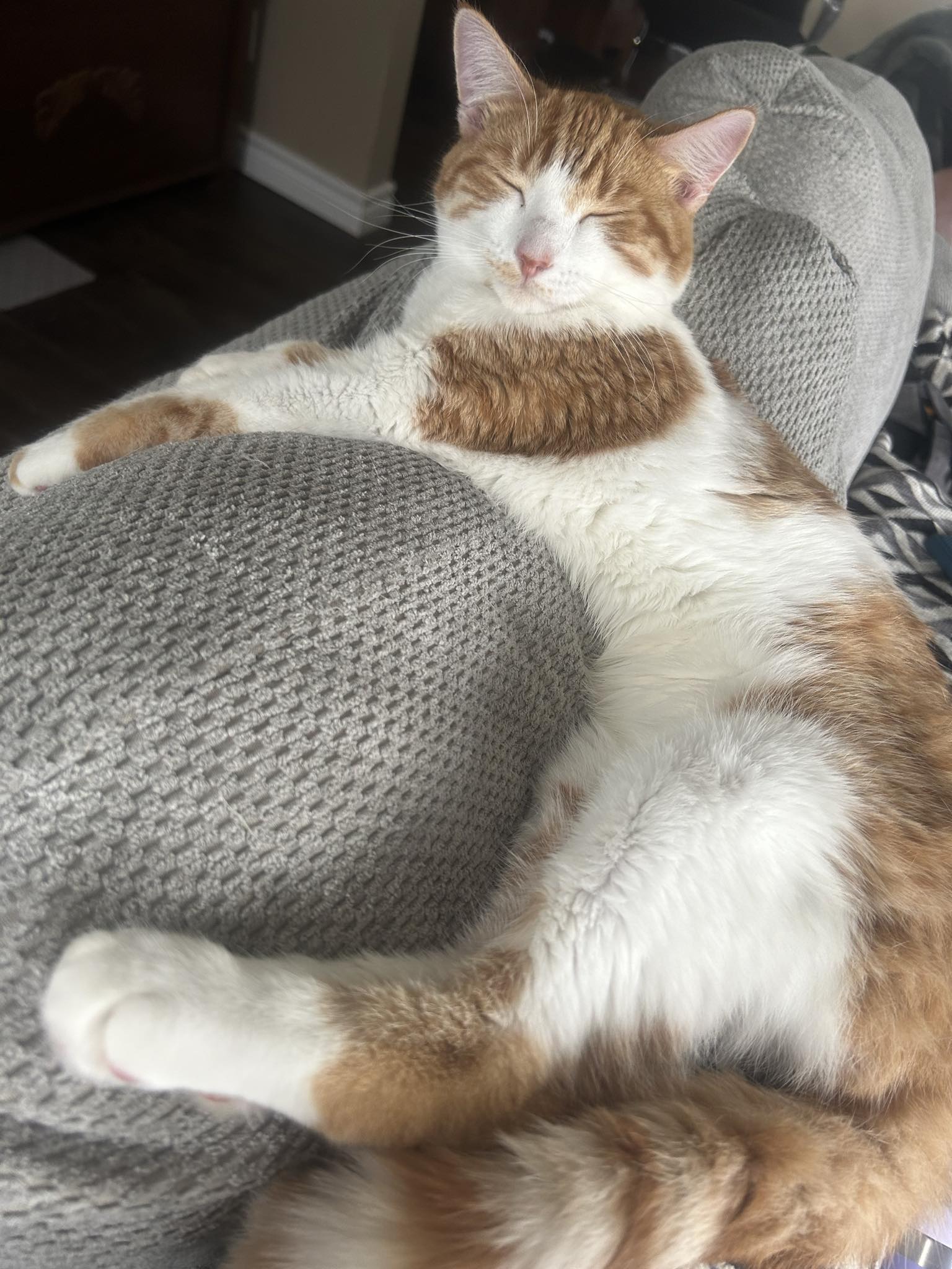 Enlarge Nugget, a Adoptable Domestic Short Hair in Chatham, ON image 3/4