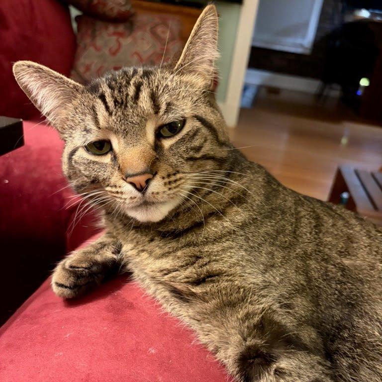 Rambo, Adoptable, Adult Male Domestic Short Hair & Mixed Breed.
