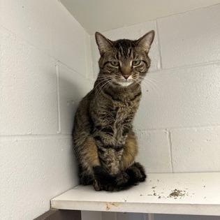 Rambo, a Adoptable mixed breed in Indianapolis, IN image 3/4