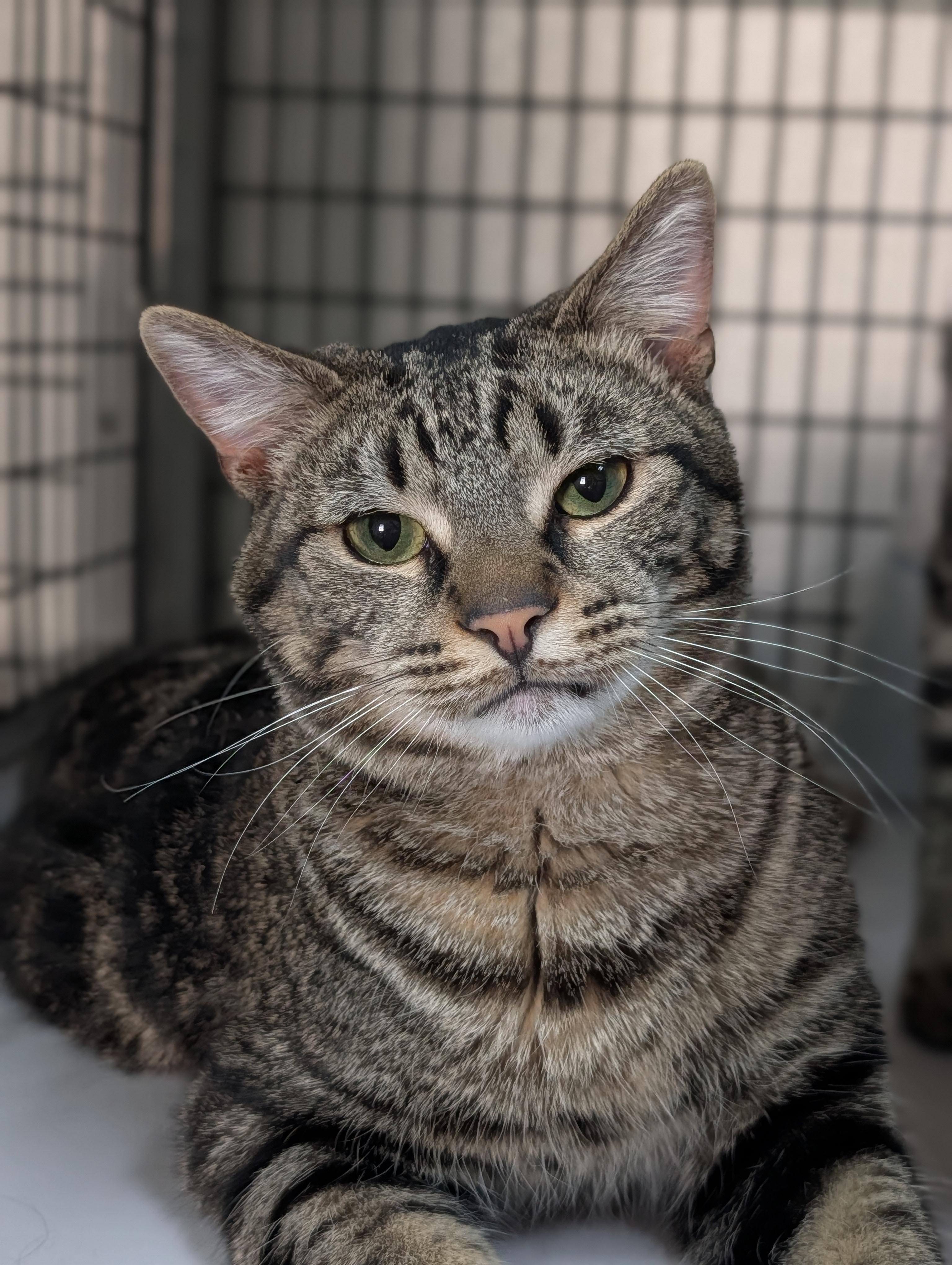 Enlarge Tubby Keith, an adopted Domestic Short Hair in Decatur, IL image 1/1