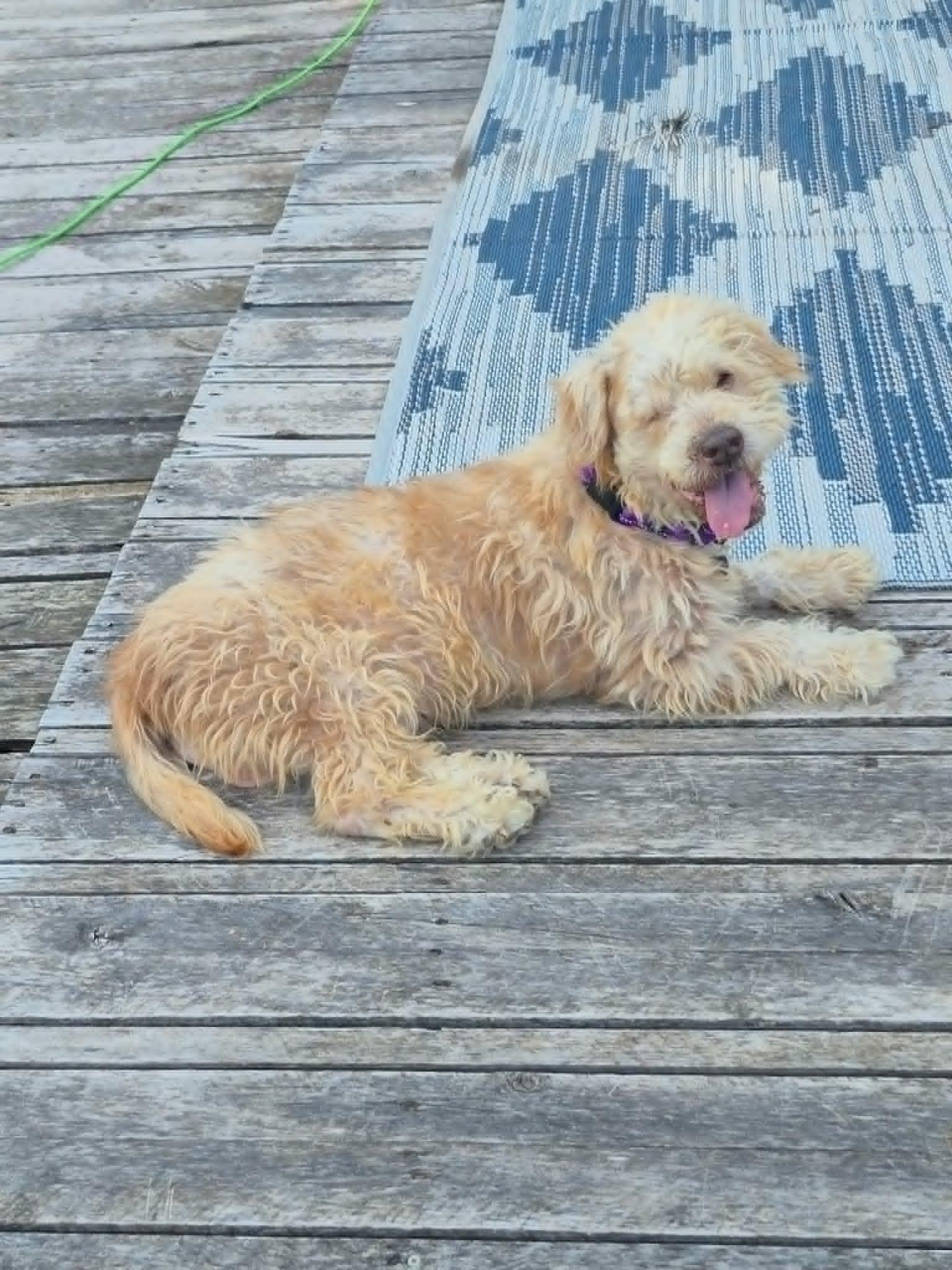 Benji, ADOPTABLE, Senior Male Terrier.