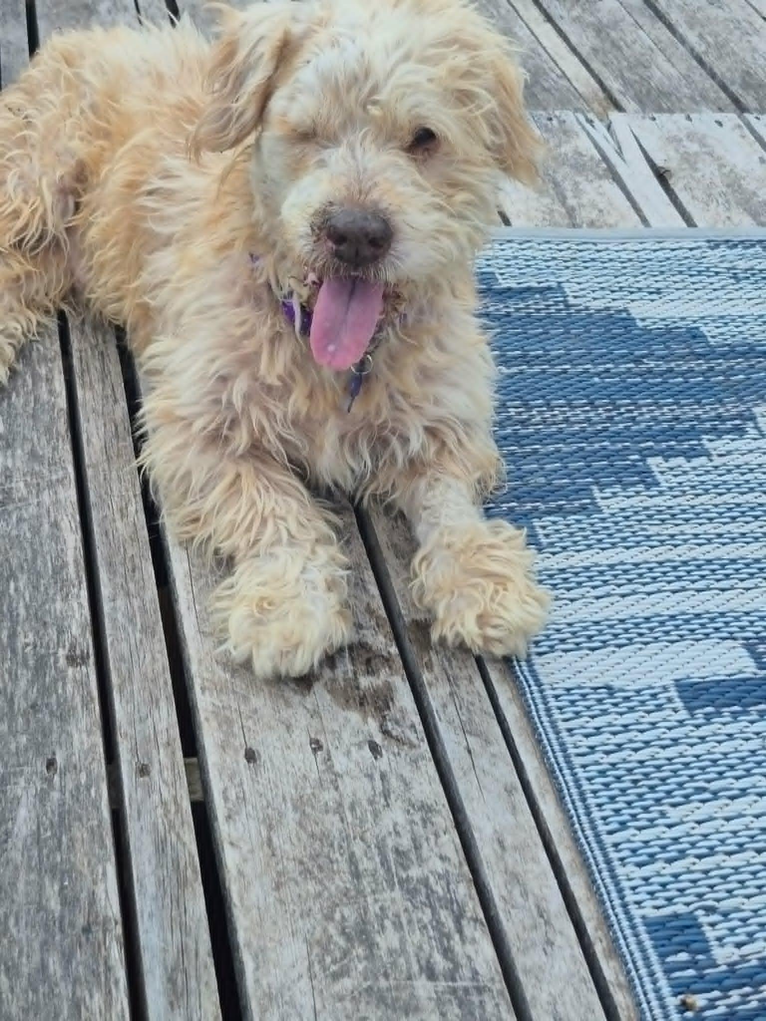 Benji, a ADOPTABLE mixed breed in De Pere, WI image 3/6
