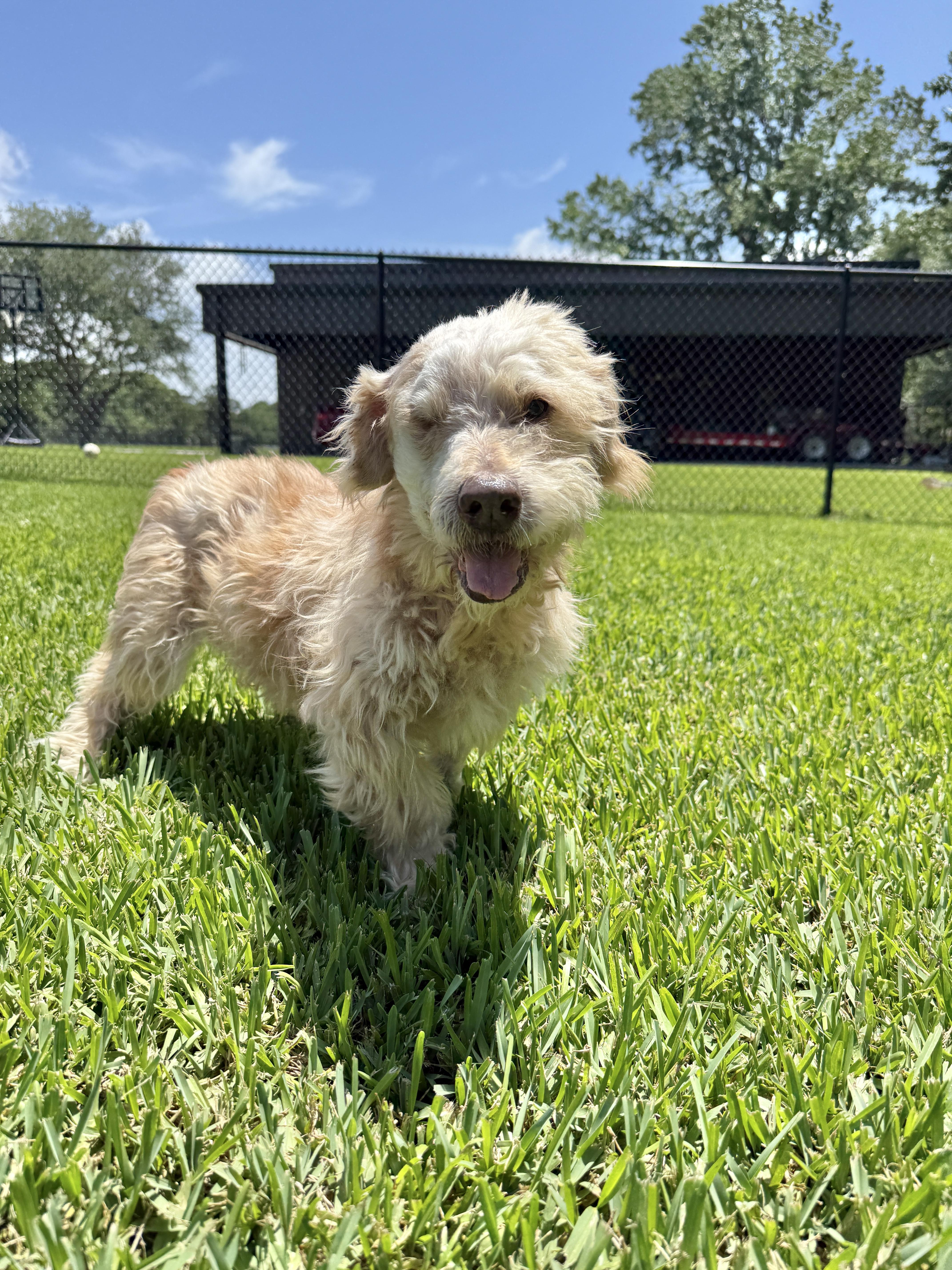 Benji, a ADOPTABLE mixed breed in De Pere, WI image 5/6
