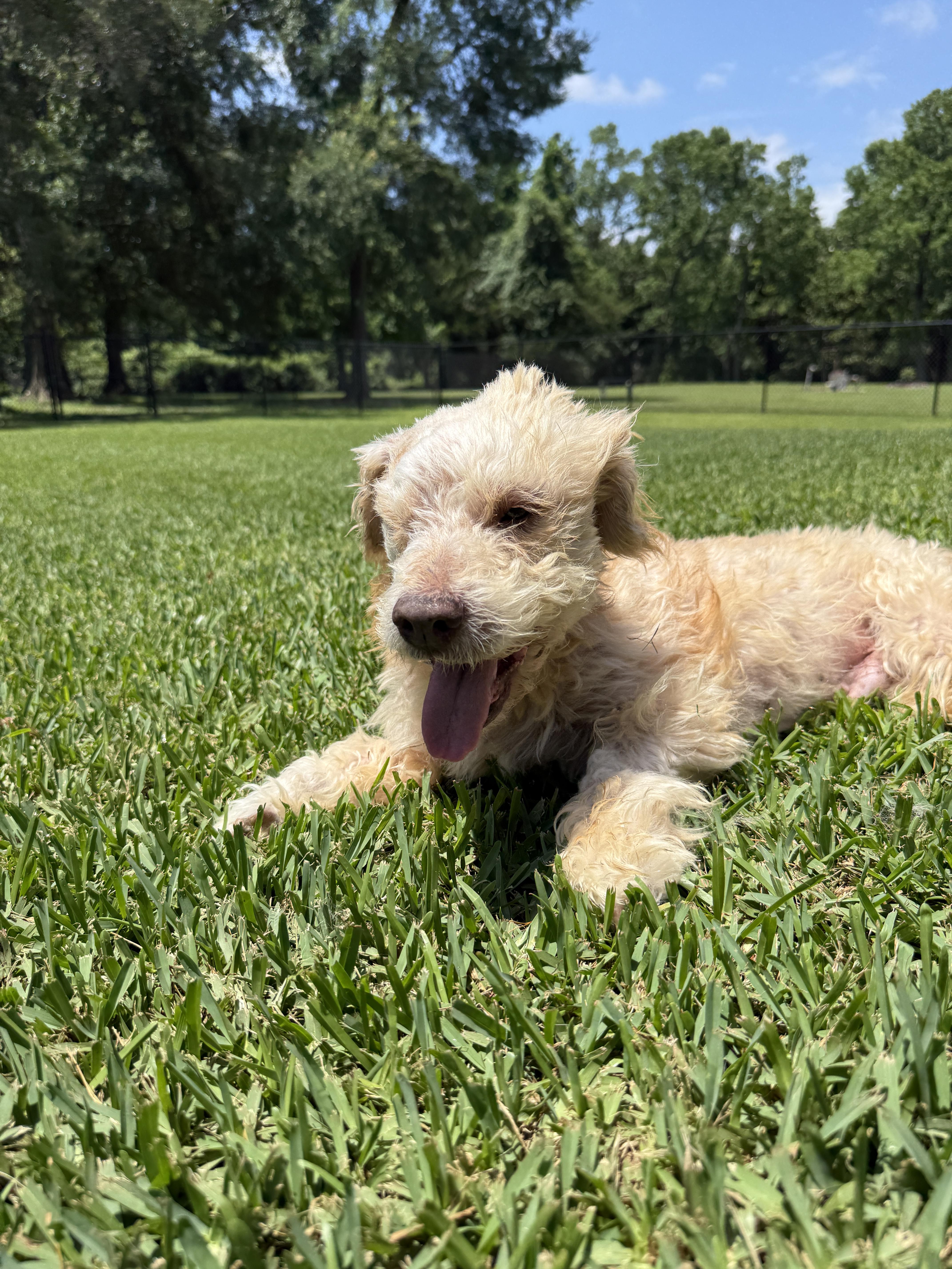 Benji, a ADOPTABLE mixed breed in De Pere, WI image 4/6