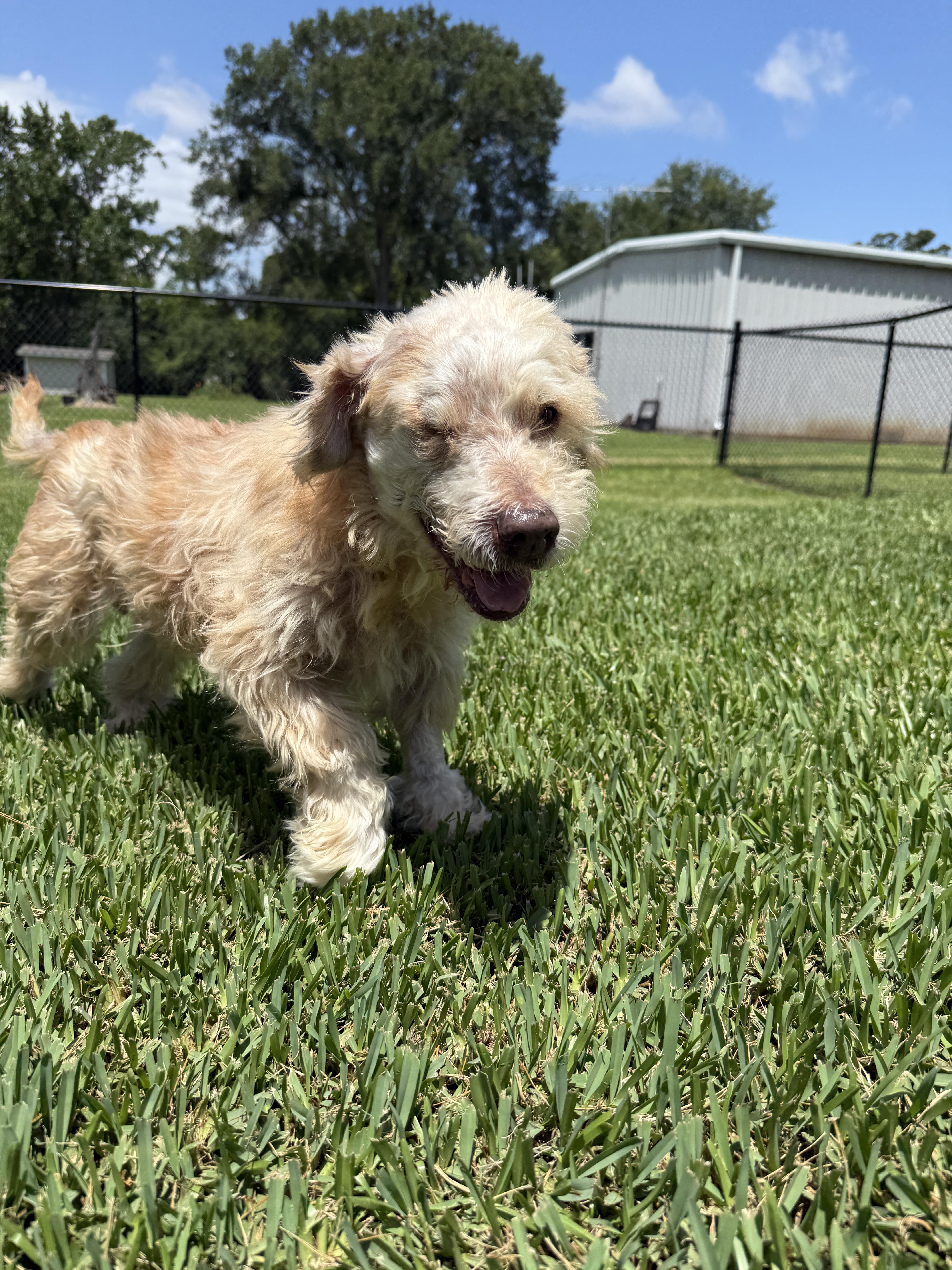 Benji, a ADOPTABLE mixed breed in De Pere, WI image 6/6