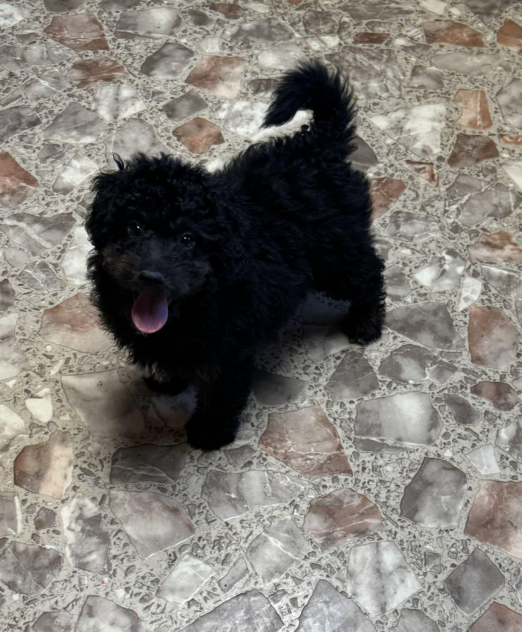 Bernadoodle puppy, ADOPTABLE, Puppy Male Bernadoodle.