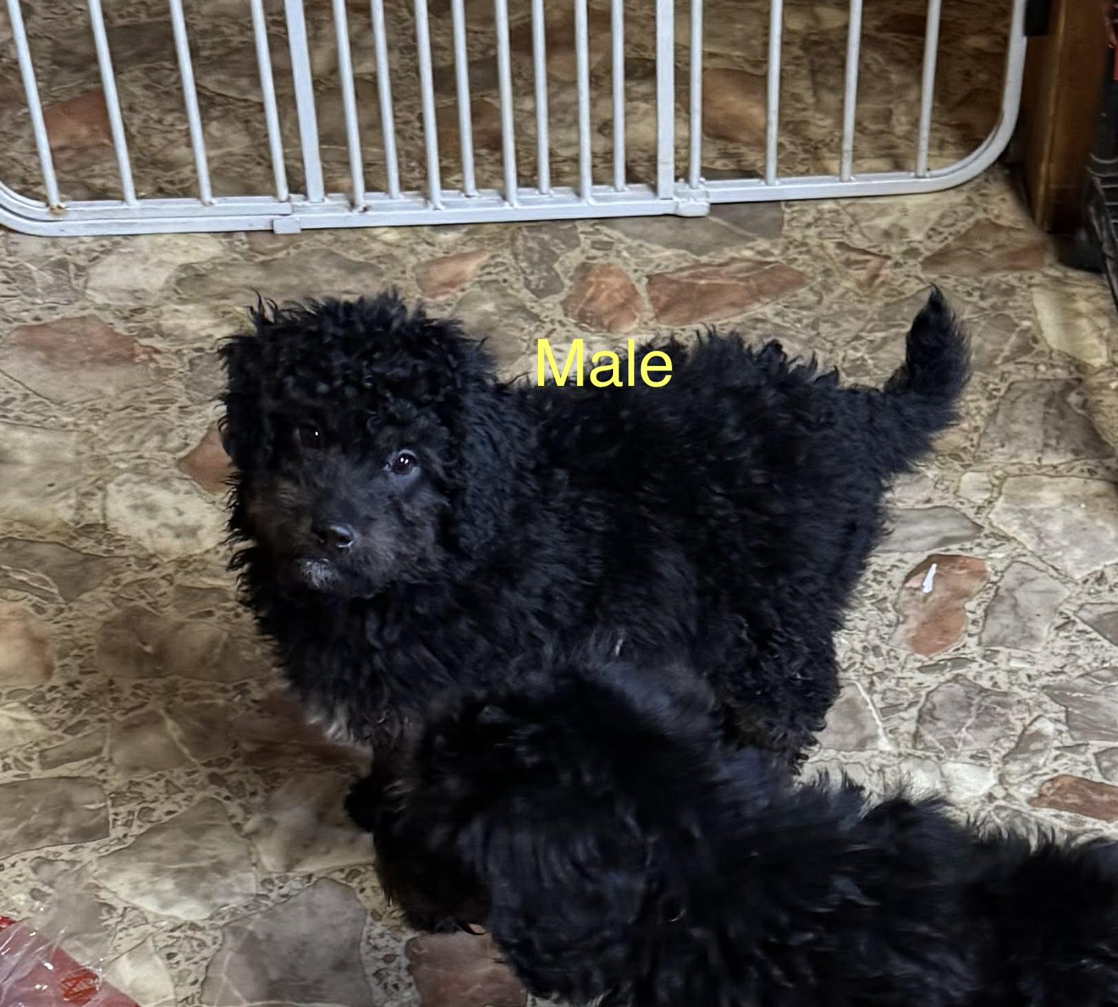 Enlarge Bernadoodle puppies , a ADOPTABLE Bernadoodle in Coal City, IN image 2/2