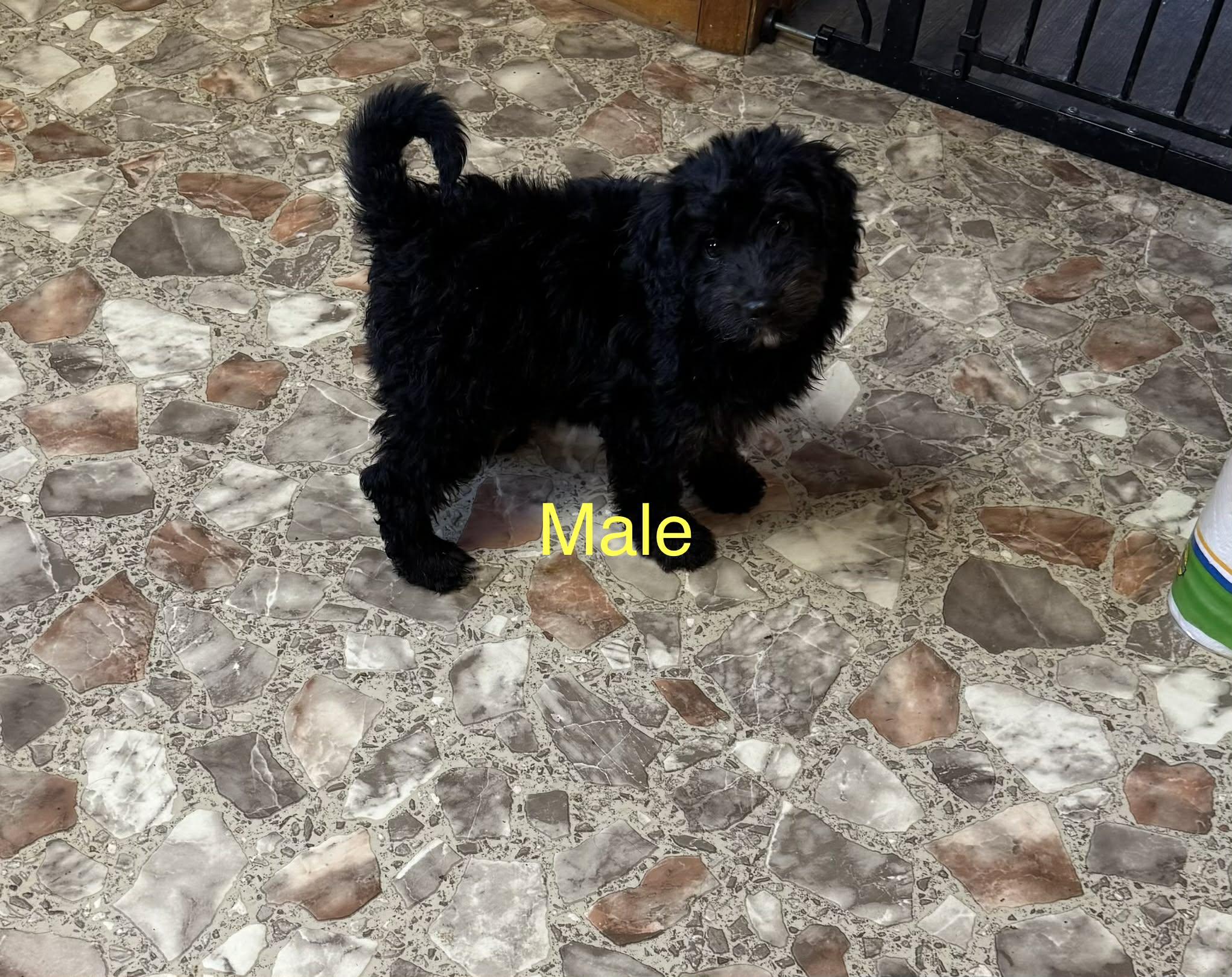 Enlarge Bernadoodle puppies , a ADOPTABLE Bernadoodle in Coal City, IN image 1/2