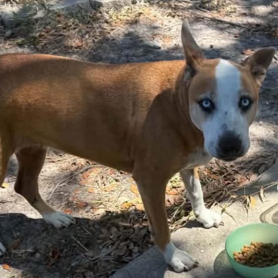 TXAC-Stray-20039, Adoptable, Adult Female Catahoula Leopard Dog.