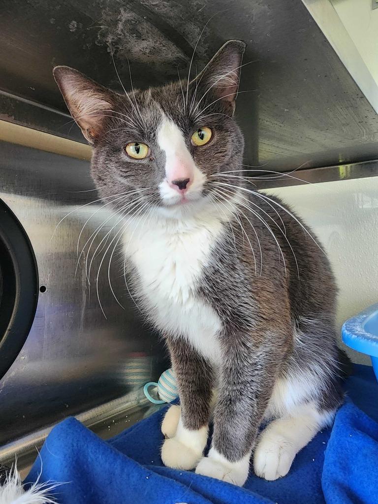 Enlarge Smudge, a Adoptable mixed breed in New Kensington, PA image 1/6