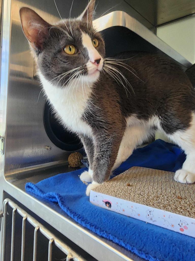 Enlarge Smudge, a Adoptable mixed breed in New Kensington, PA image 2/6