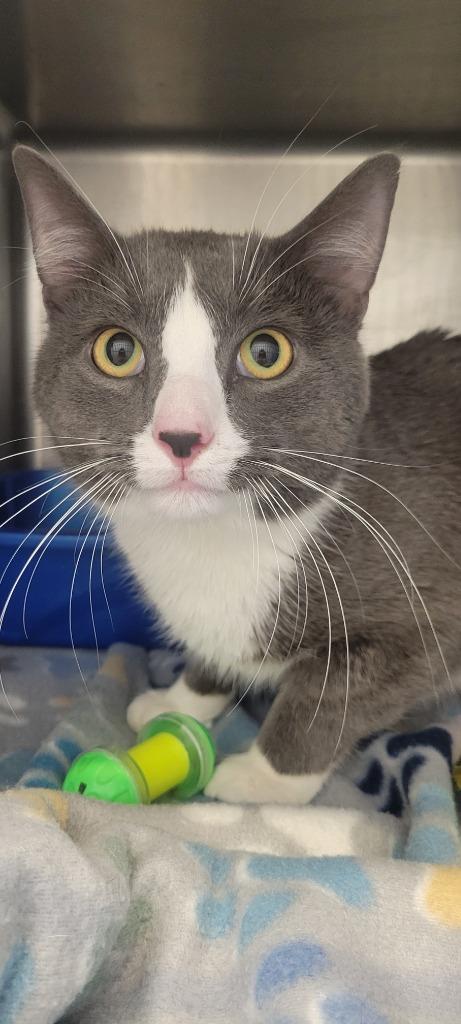 Enlarge Smudge, a Adoptable mixed breed in New Kensington, PA image 3/6