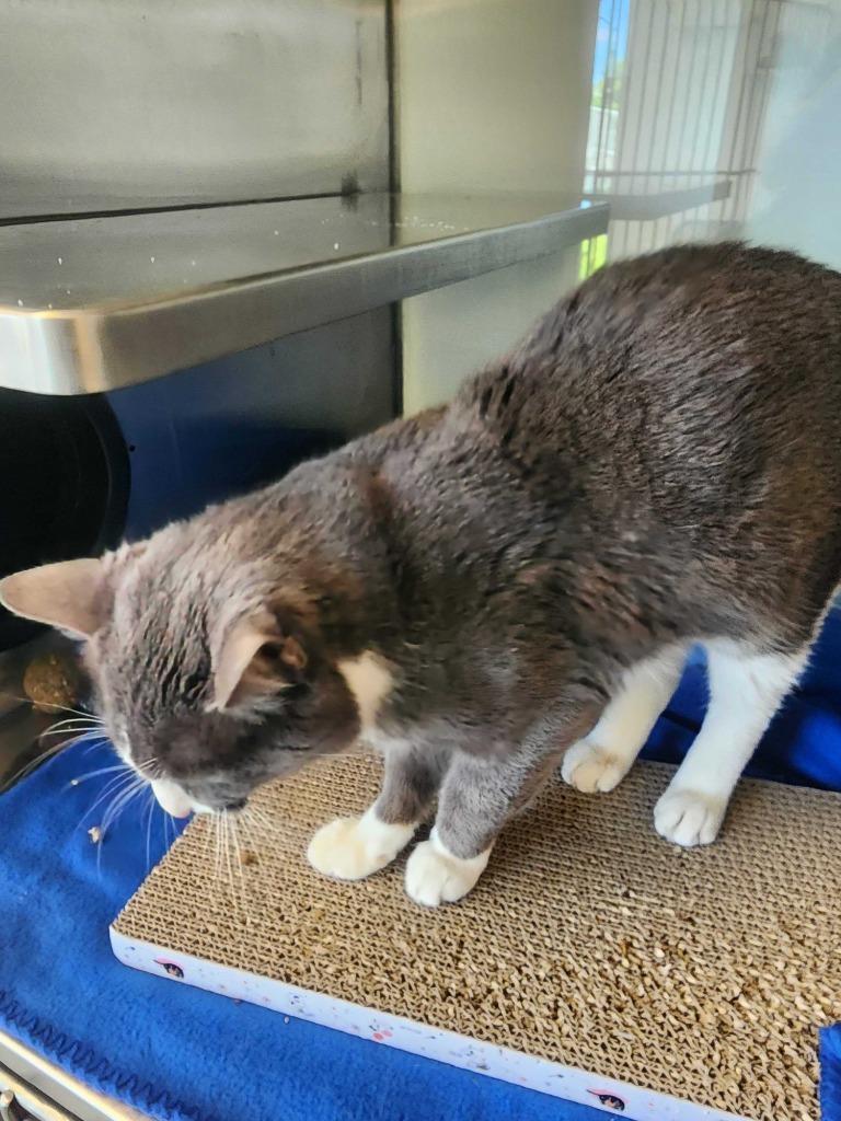 Enlarge Smudge, a Adoptable mixed breed in New Kensington, PA image 4/6