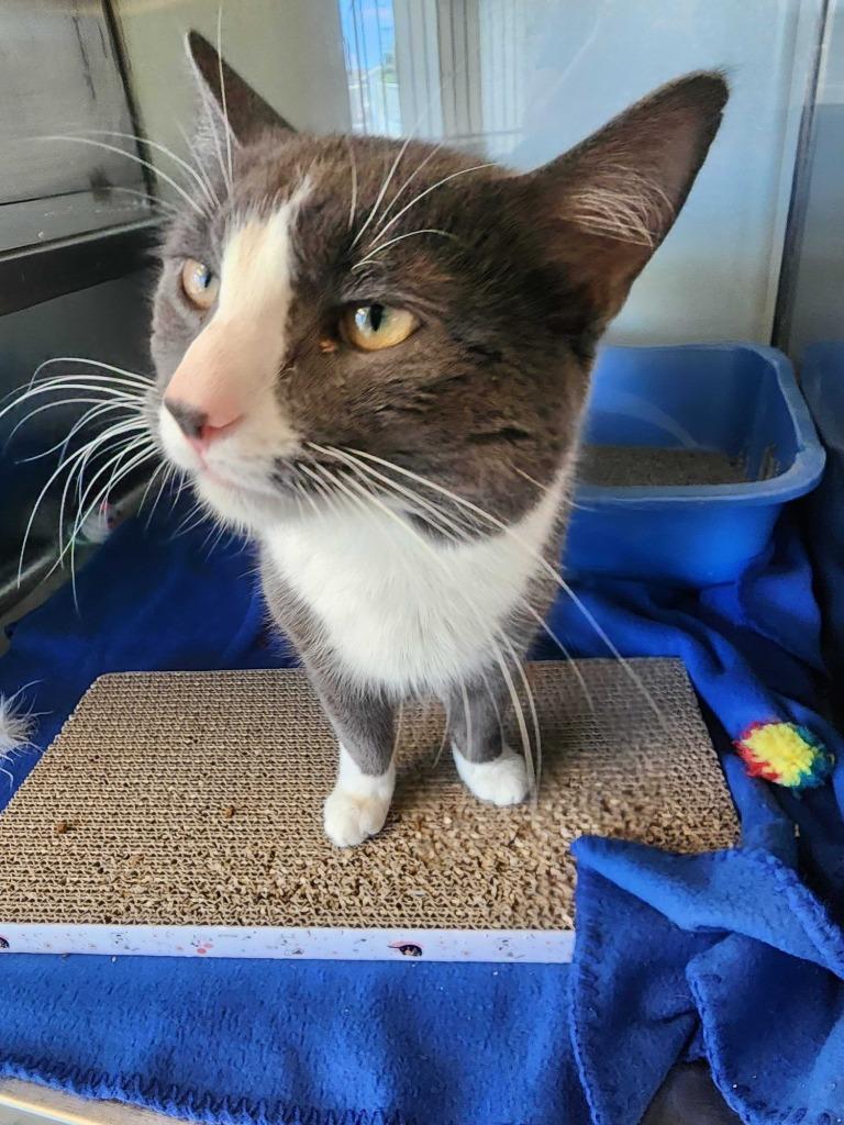 Enlarge Smudge, a Adoptable mixed breed in New Kensington, PA image 5/6