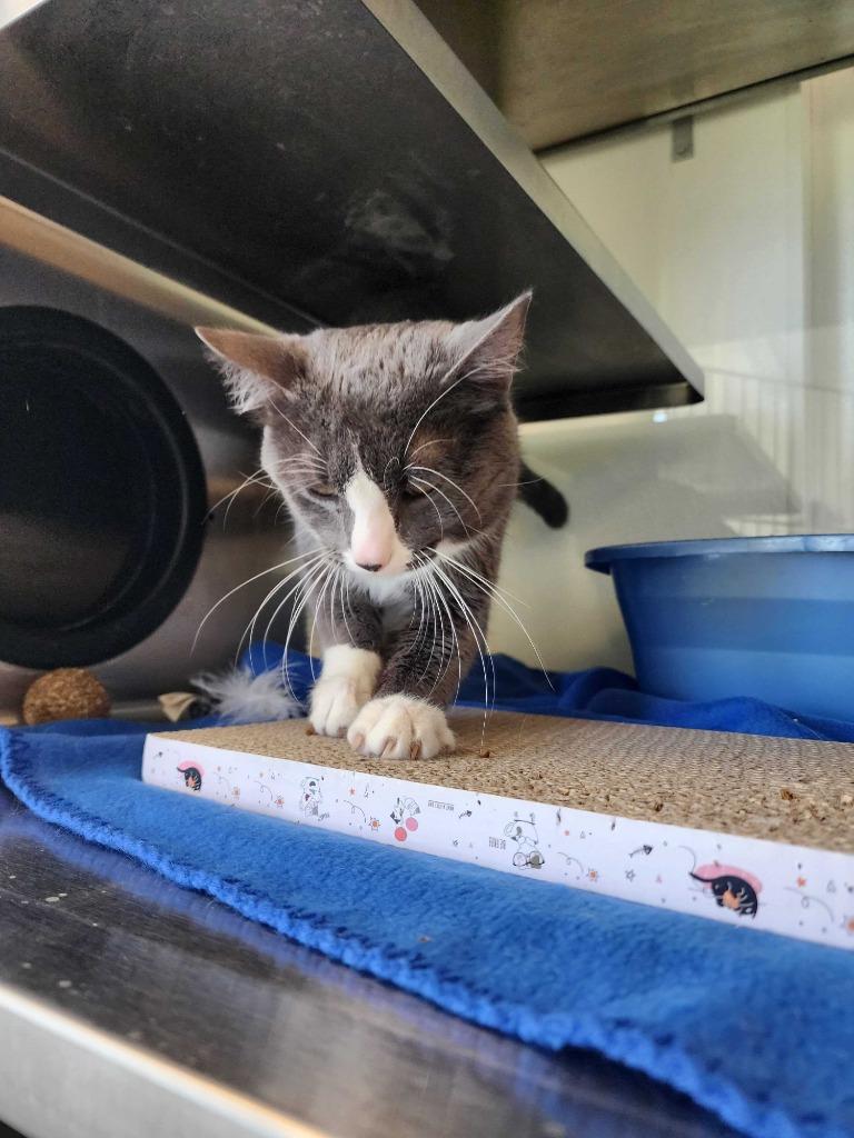 Enlarge Smudge, a Adoptable mixed breed in New Kensington, PA image 6/6