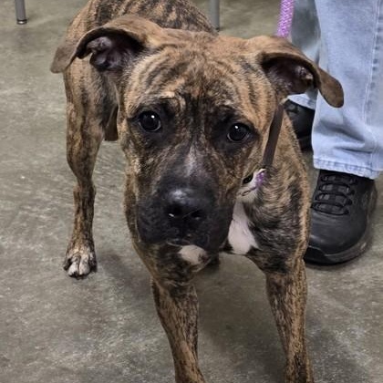 Shortcake, adopted, Young Female Mixed Breed.