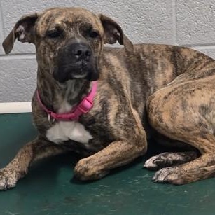 Enlarge Shortcake, an adopted Mixed Breed in Lancaster, PA image 3/3