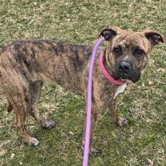 Enlarge Shortcake, an adopted Mixed Breed in Lancaster, PA image 2/3