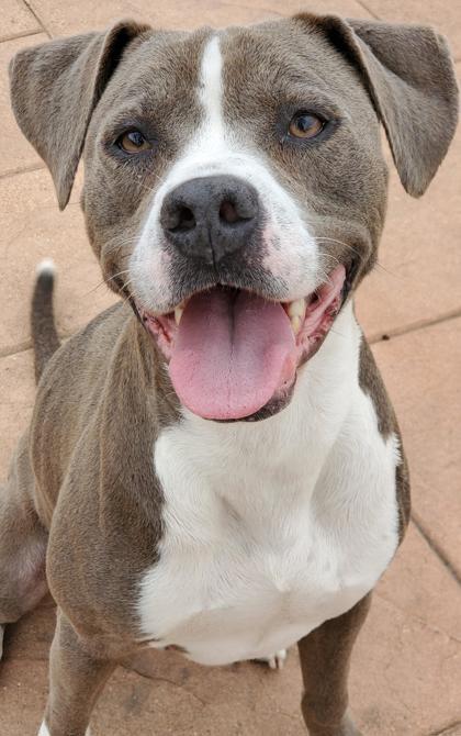 Greyson, Adoptable, Adult Male Mixed Breed & Mixed Breed.