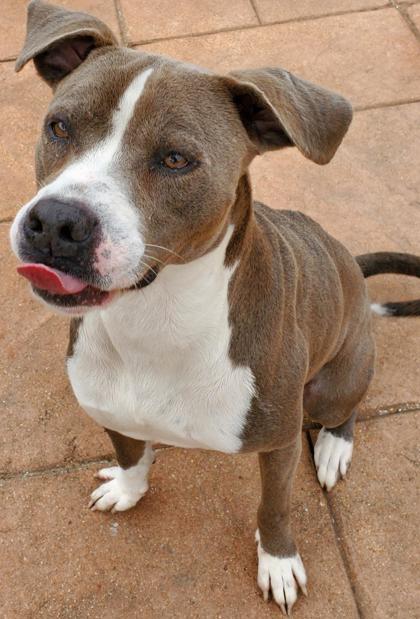 Enlarge Greyson, a Adoptable Mixed Breed in Shreveport, LA image 2/2