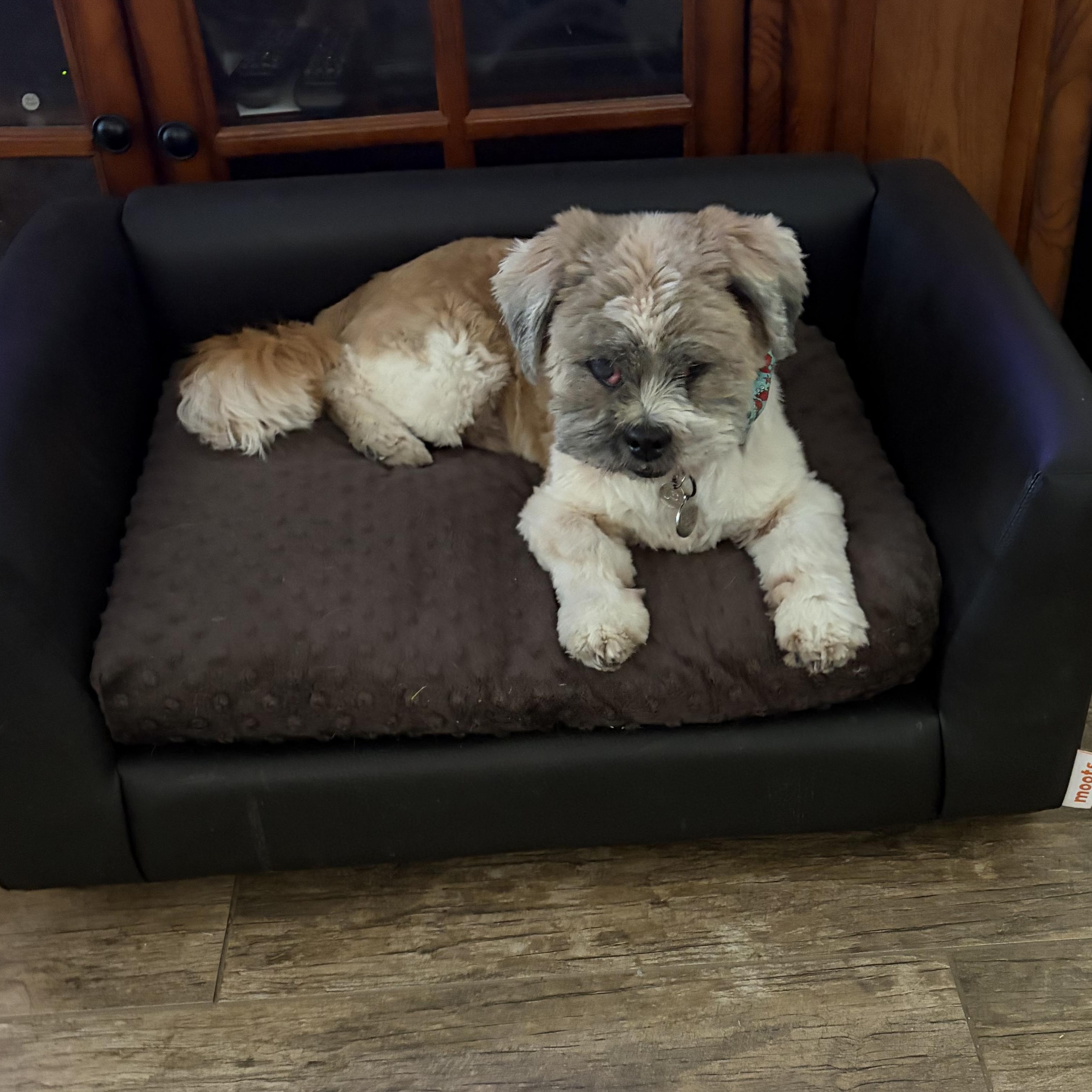 Enlarge Toby Savor, a Adoptable Shih Tzu in Plano, TX image 2/3