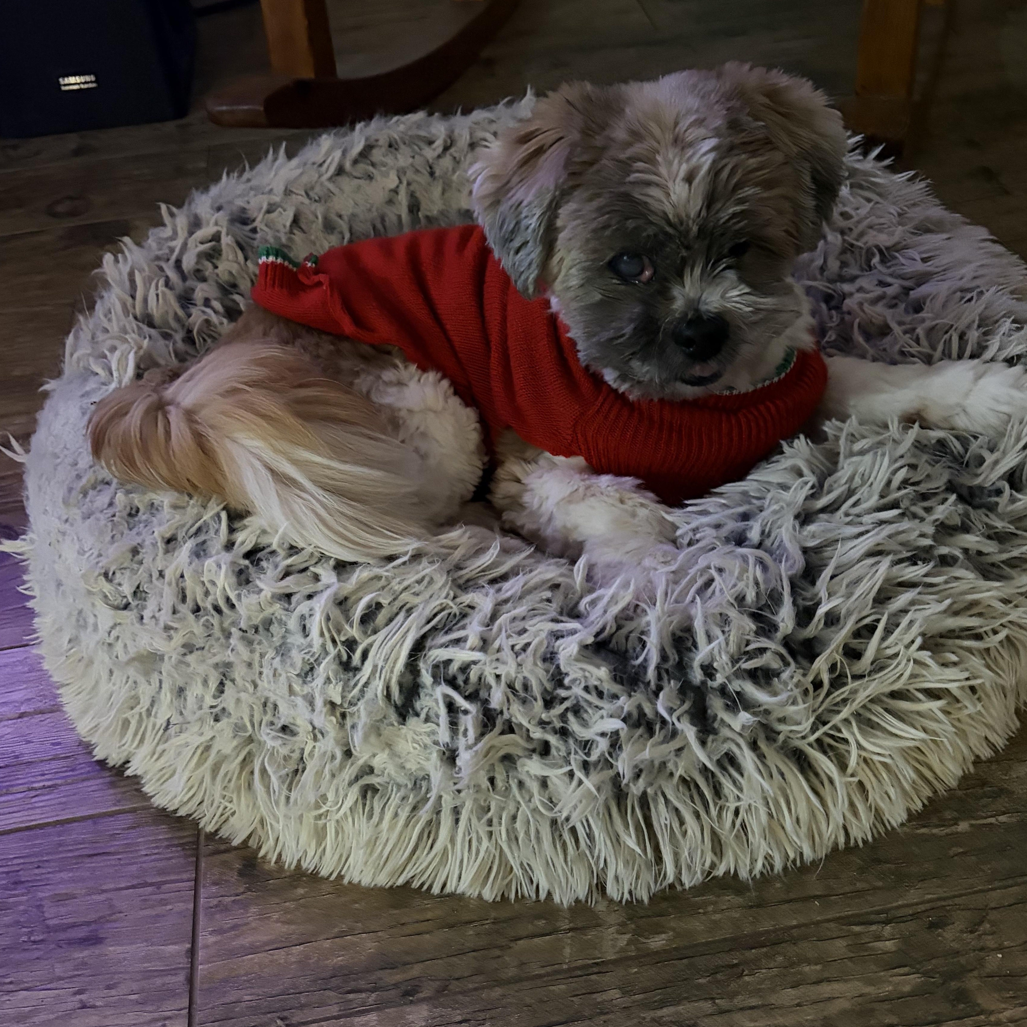 Enlarge Toby Savor, a Adoptable Shih Tzu in Plano, TX image 3/3