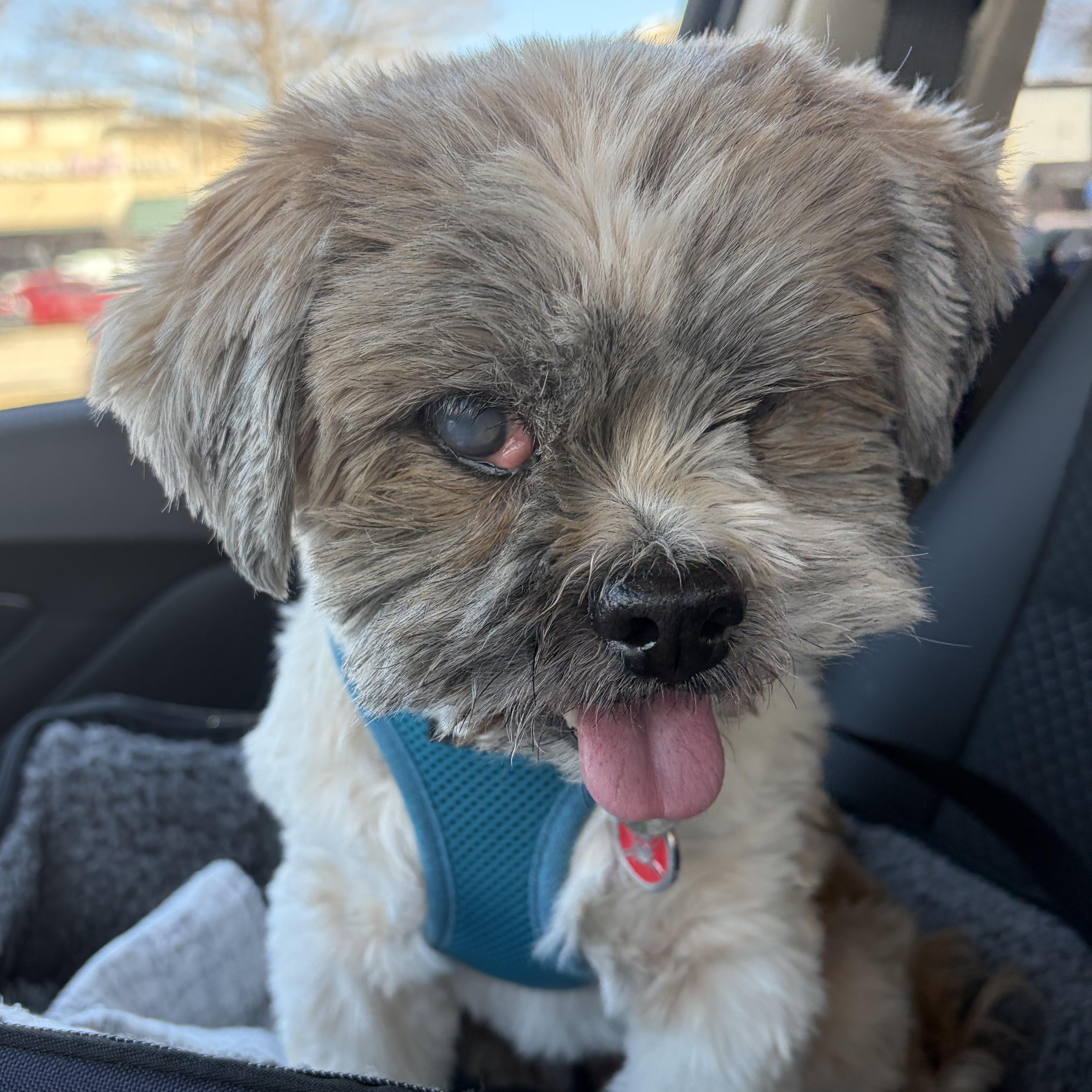 Enlarge Toby Savor, a Adoptable Shih Tzu in Plano, TX image 1/3