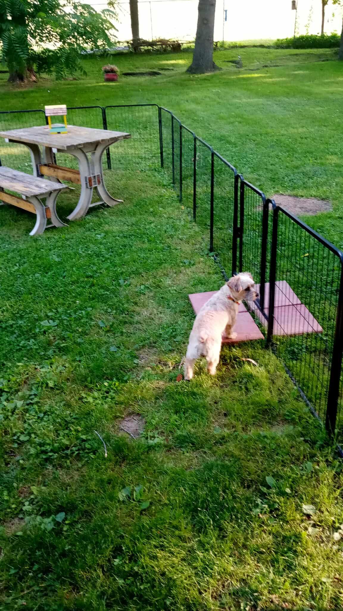 Layla, Adopted, Adult Female Poodle.