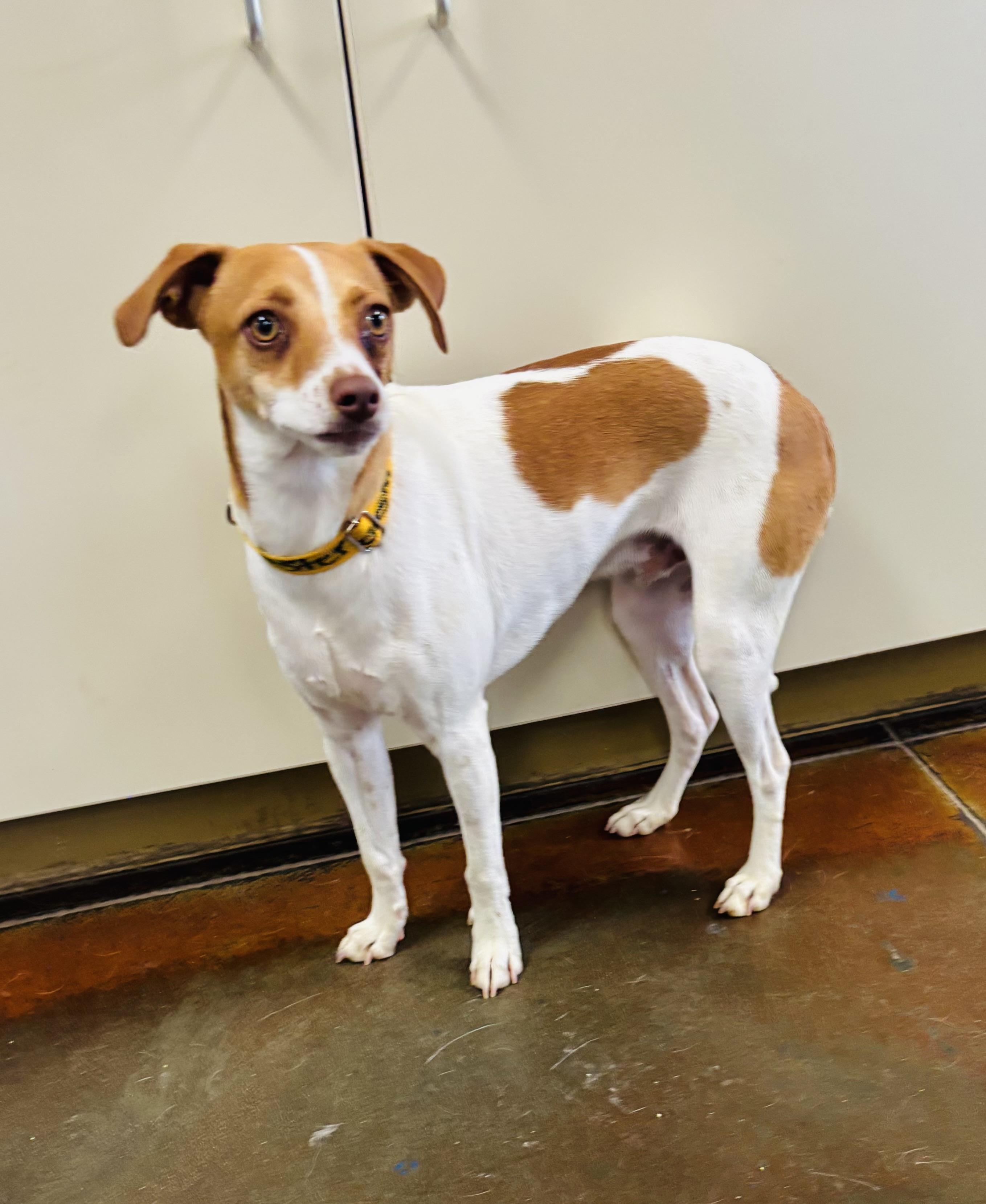 Chester, ADOPTABLE, Young Male Chihuahua.