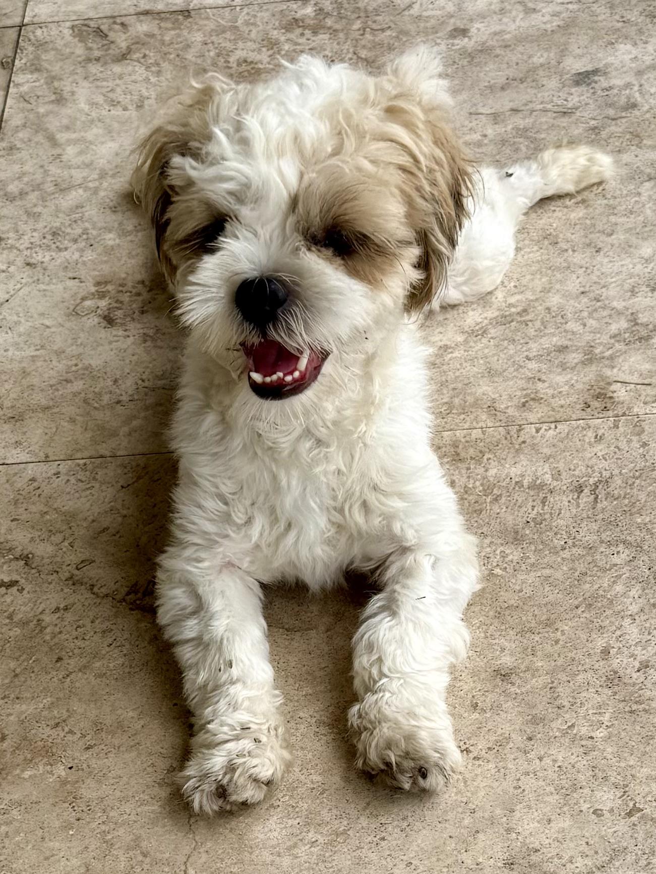 Enlarge Purebred Hypoallergenic Pup Toto, an adopted Shih Tzu in Boca Raton, FL image 4/6