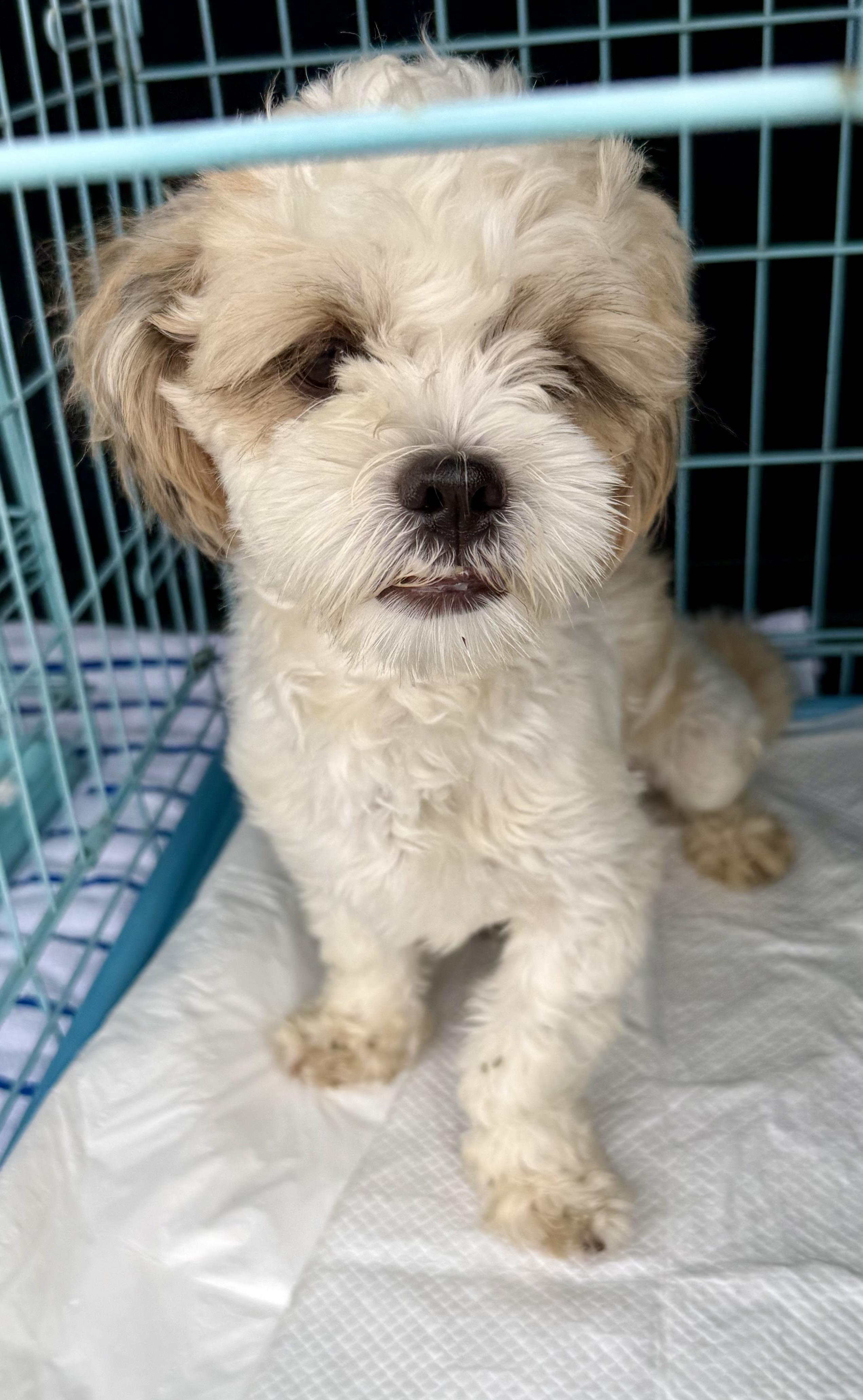 Purebred Hypoallergenic Pup Toto, adopted, Puppy Male Shih Tzu.