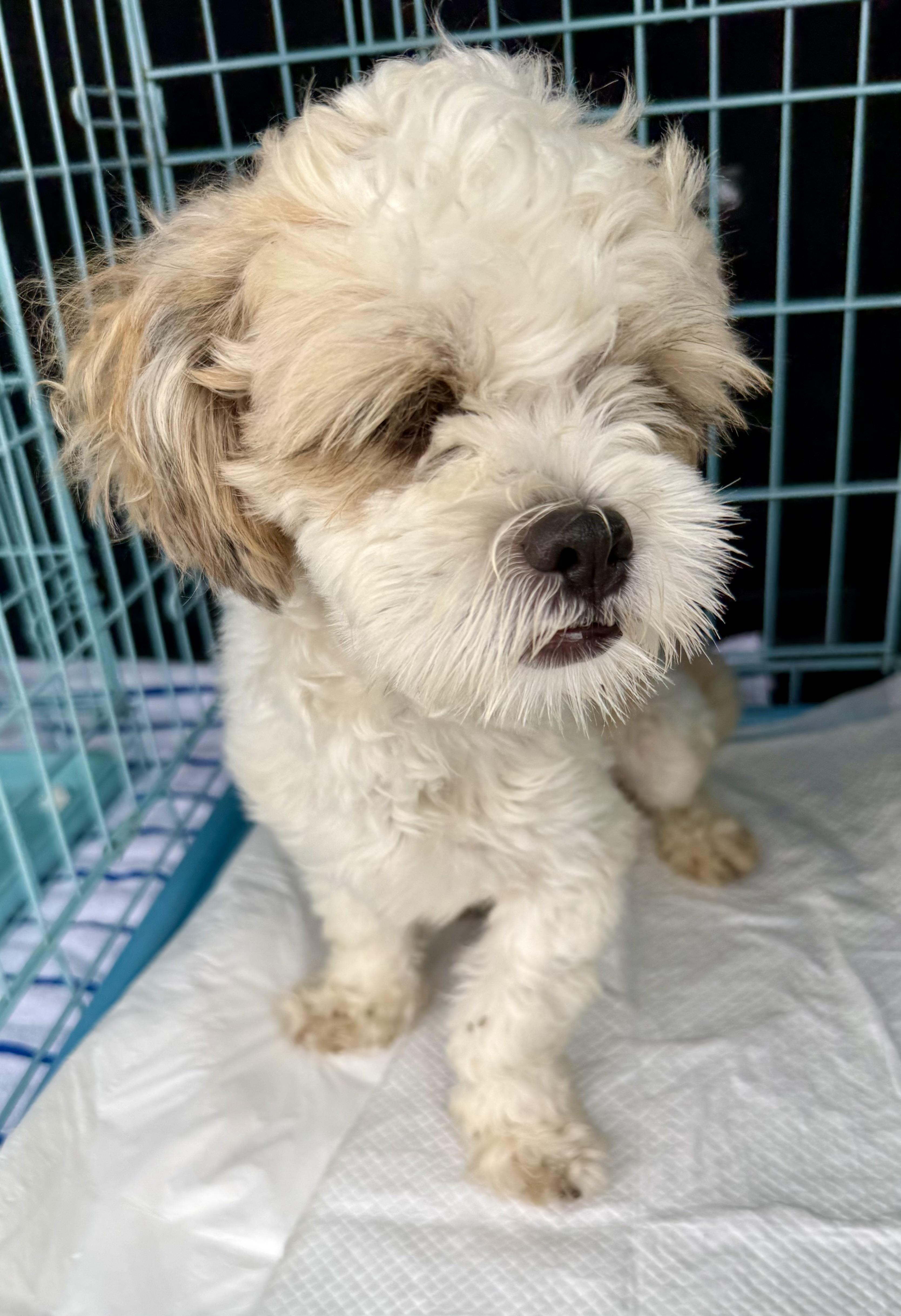 Enlarge Purebred Hypoallergenic Pup Toto, an adopted Shih Tzu in Boca Raton, FL image 2/6