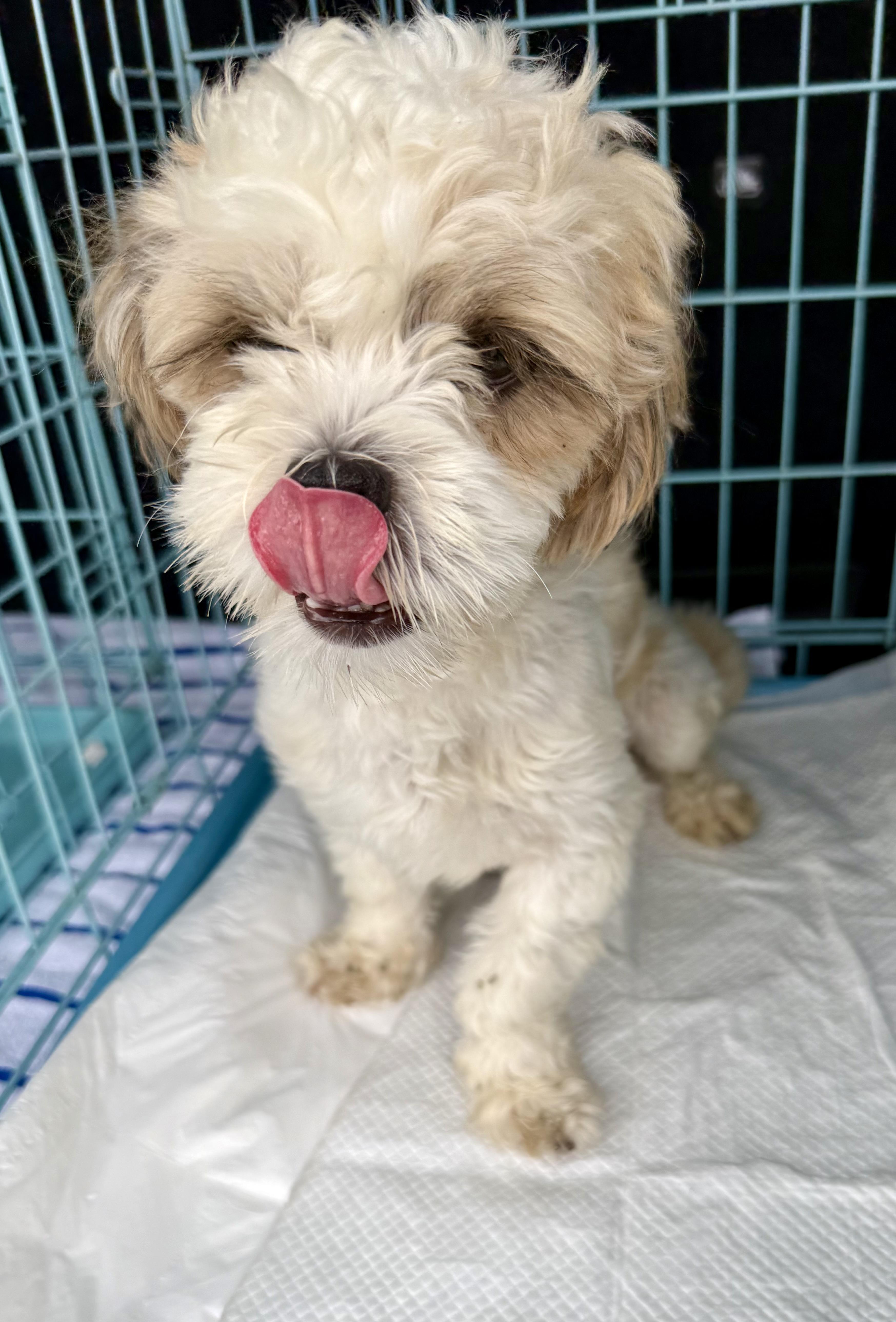 Enlarge Purebred Hypoallergenic Pup Toto, an adopted Shih Tzu in Boca Raton, FL image 3/6
