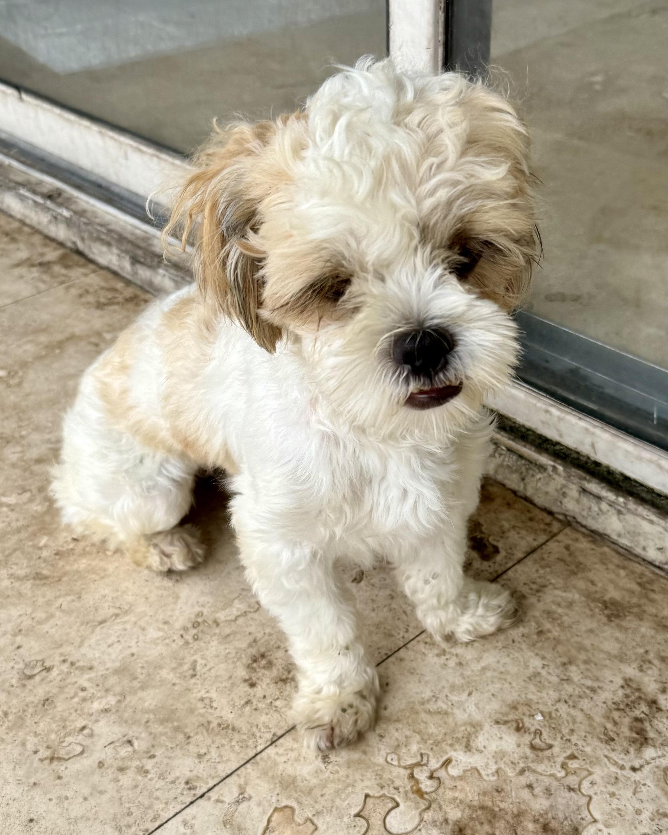Enlarge Purebred Hypoallergenic Pup Toto, an adopted Shih Tzu in Boca Raton, FL image 6/6