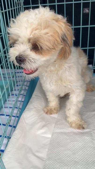 Enlarge Purebred Hypoallergenic Pup Toto, an adopted Shih Tzu in Boca Raton, FL video 5/6