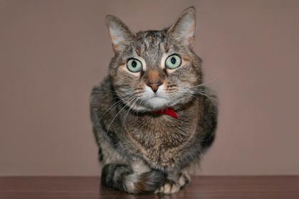 Little Bit, Adoptable, Adult Female Domestic Short Hair & Domestic Short Hair.