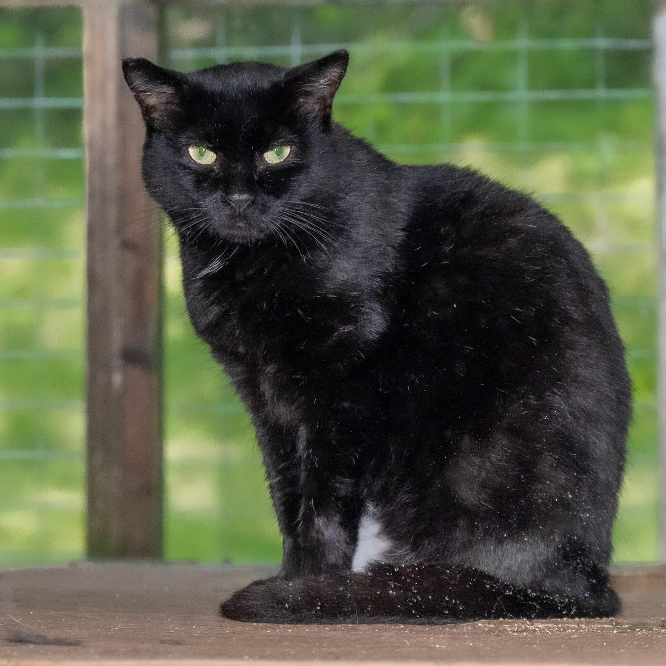Arrow, Adopted, Adult Male Domestic Short Hair.
