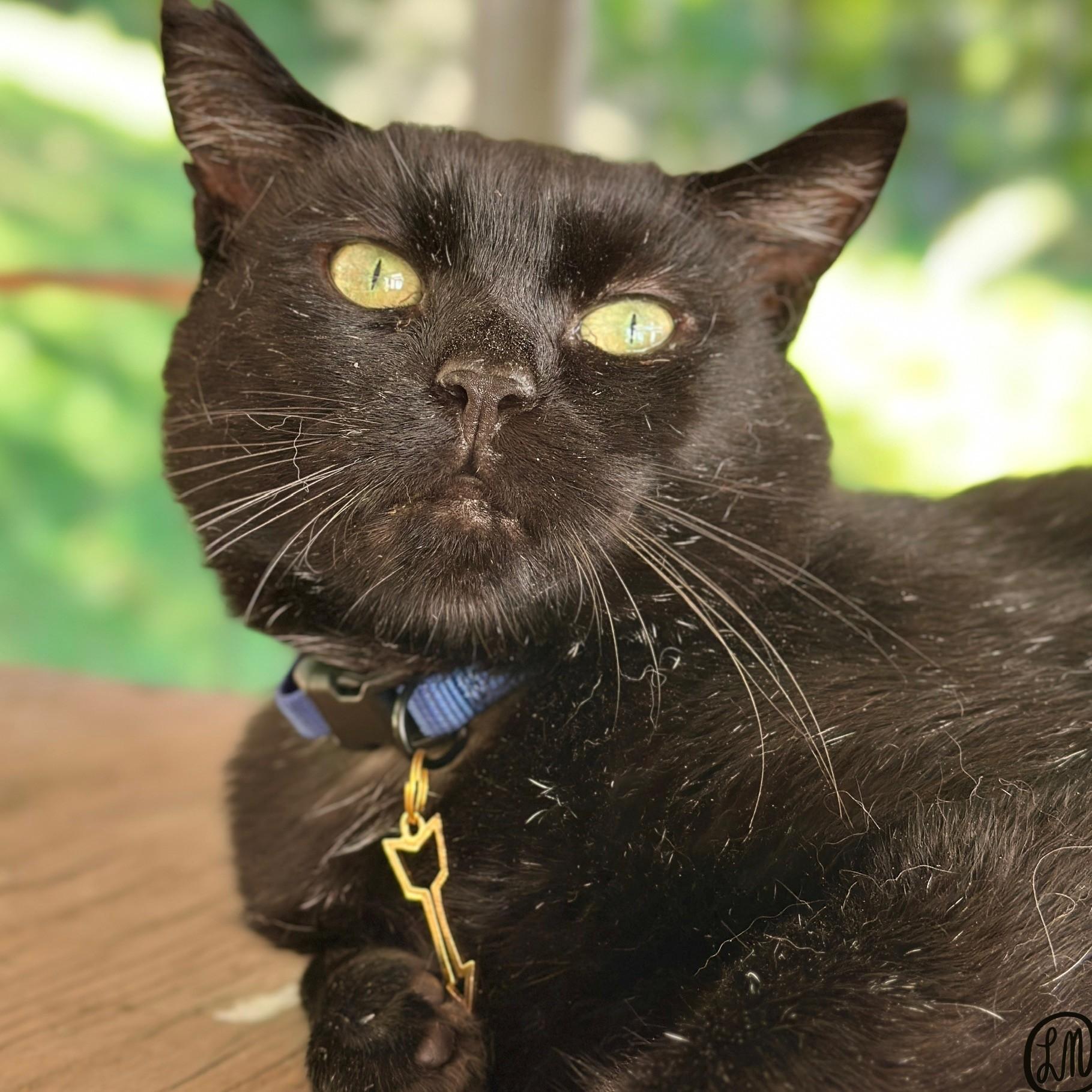 Enlarge Arrow, a Adopted Domestic Short Hair in Victor, NY image 2/4