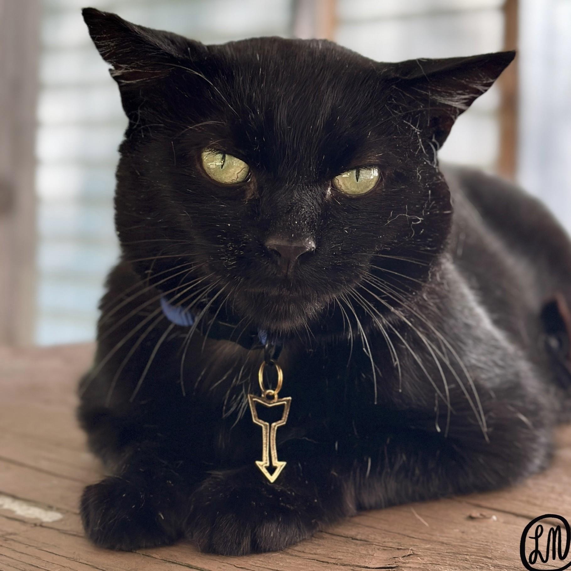 Enlarge Arrow, a Adopted Domestic Short Hair in Victor, NY image 4/4